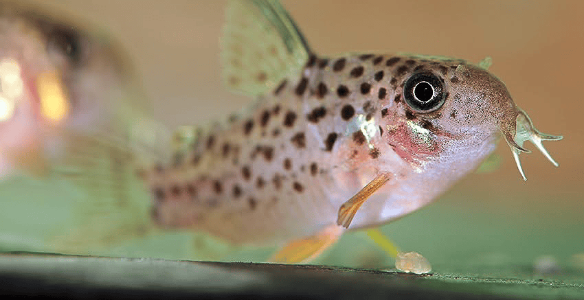 Hoplisoma sp. CW162 Rena 6 Hoplisoma sp. CW162 "Rena"