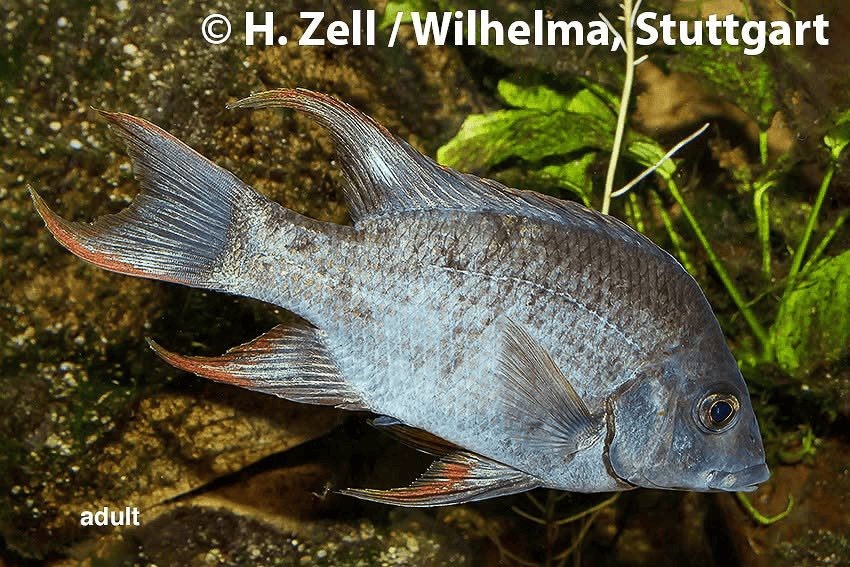 Ptychochromis insolitus 1 Ptychochromis insolitus