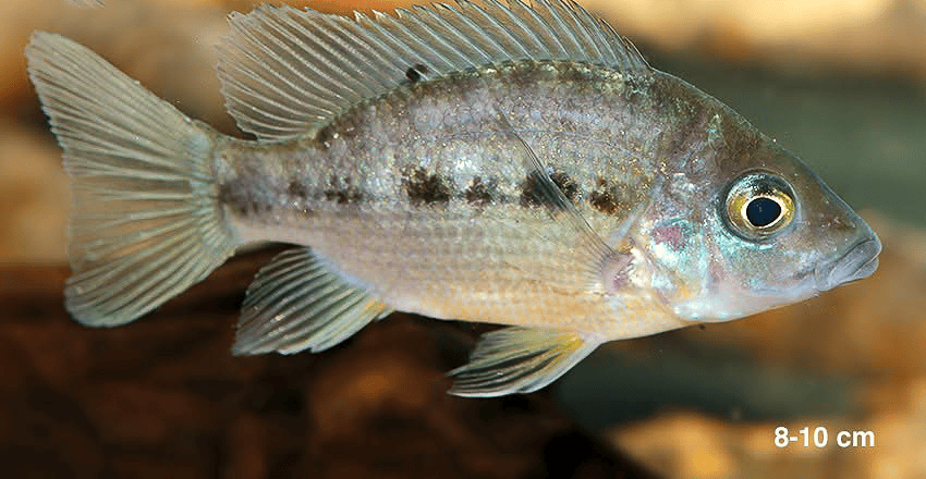 Ptychochromis insolitus 2 Ptychochromis insolitus