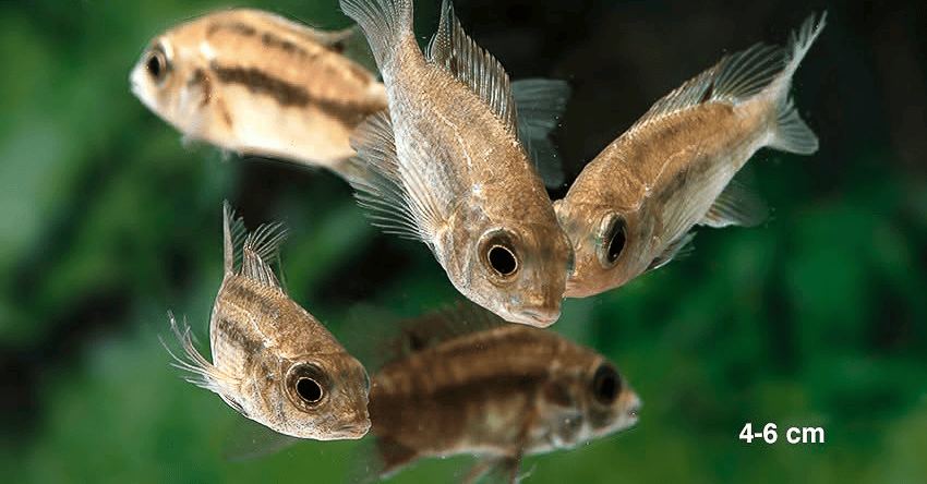 Ptychochromis insolitus 3 Ptychochromis insolitus