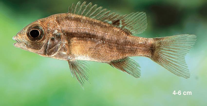 Ptychochromis insolitus 4 Ptychochromis insolitus