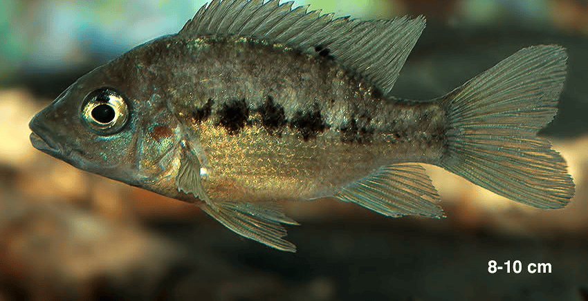 Ptychochromis insolitus 5 Ptychochromis insolitus