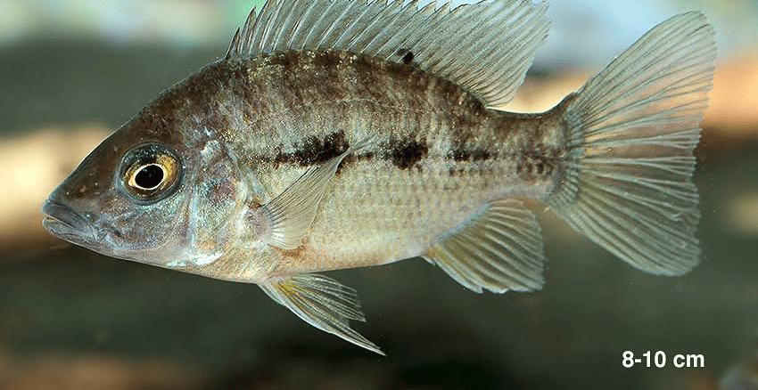 Ptychochromis insolitus 6 Ptychochromis insolitus