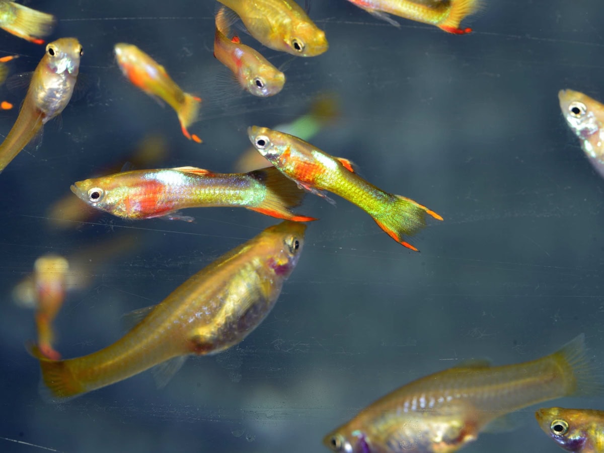 ZG282 Poecilia wingei "Saddle Back Blond" - Endlers Guppy-Paar-Saddle-Back, DNZ