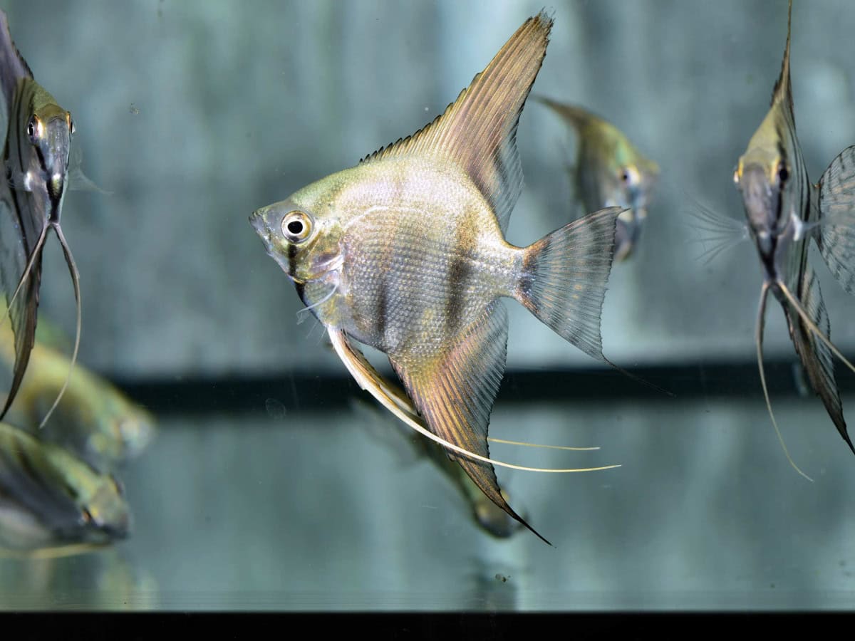 ZJ122 Pterophyllum scalare "Neon-Blau" - Skalar-Neon-Blau, BIO SEC