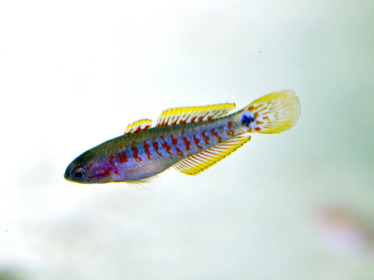 ZM635 Tateurndina ocellicauda - Pastellgrundel, EUNZ