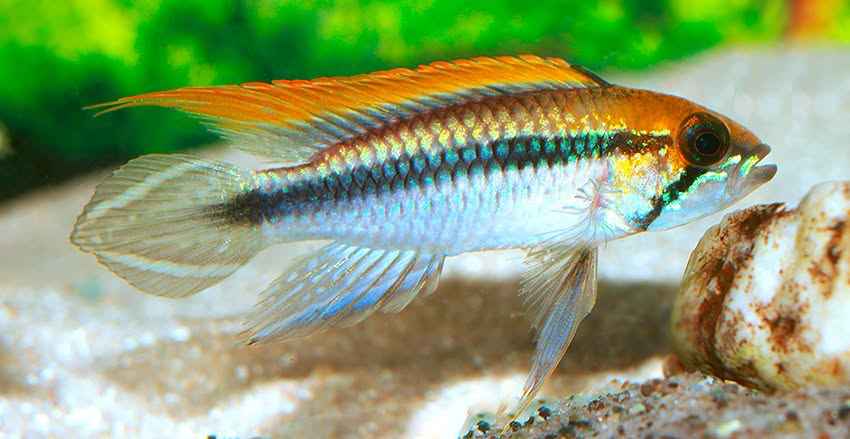 Apistogramma agassizii „Flamenco“