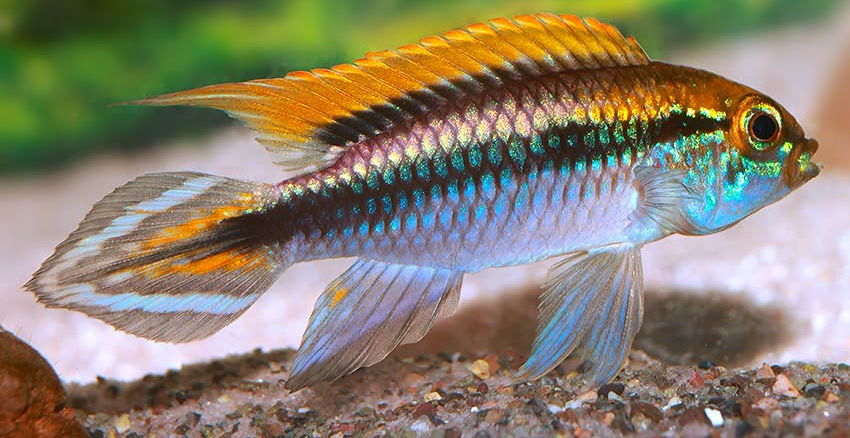 Apistogramma agassizii „Flamenco“