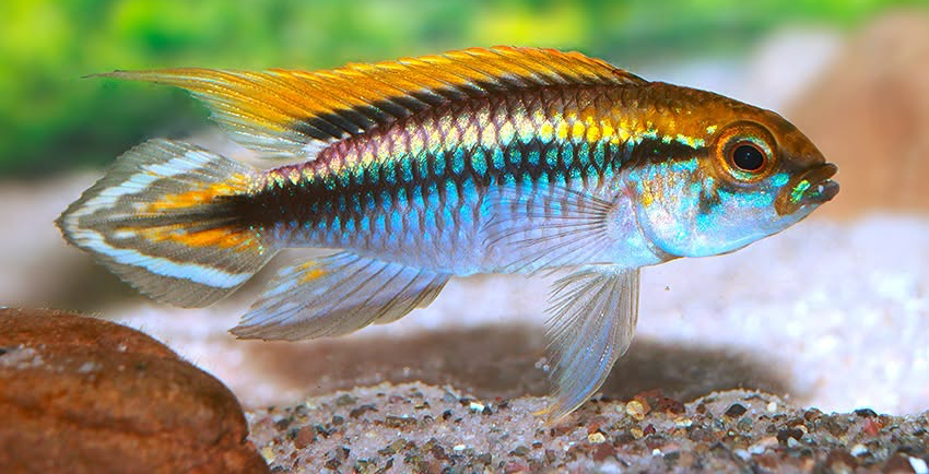 Apistogramma agassizii „Flamenco“