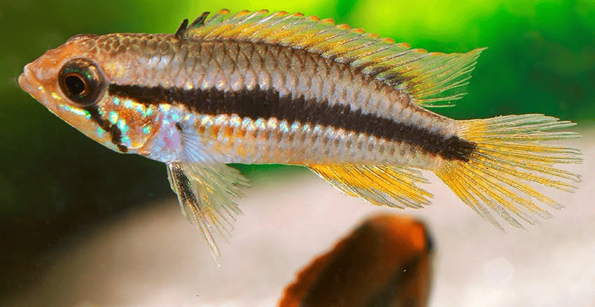 Apistogramma agassizii „Flamenco“