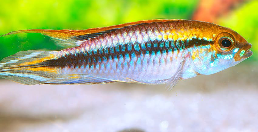 Apistogramma agassizii „Flamenco“