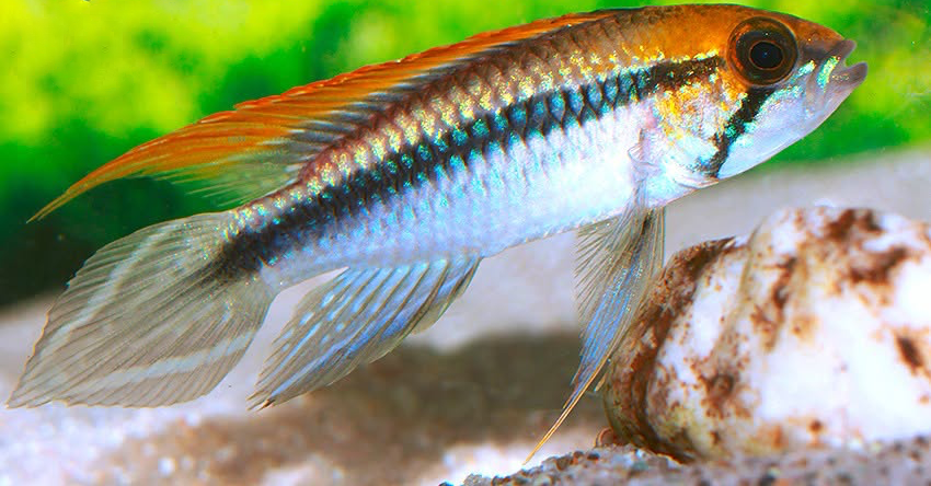Apistogramma agassizii „Flamenco“