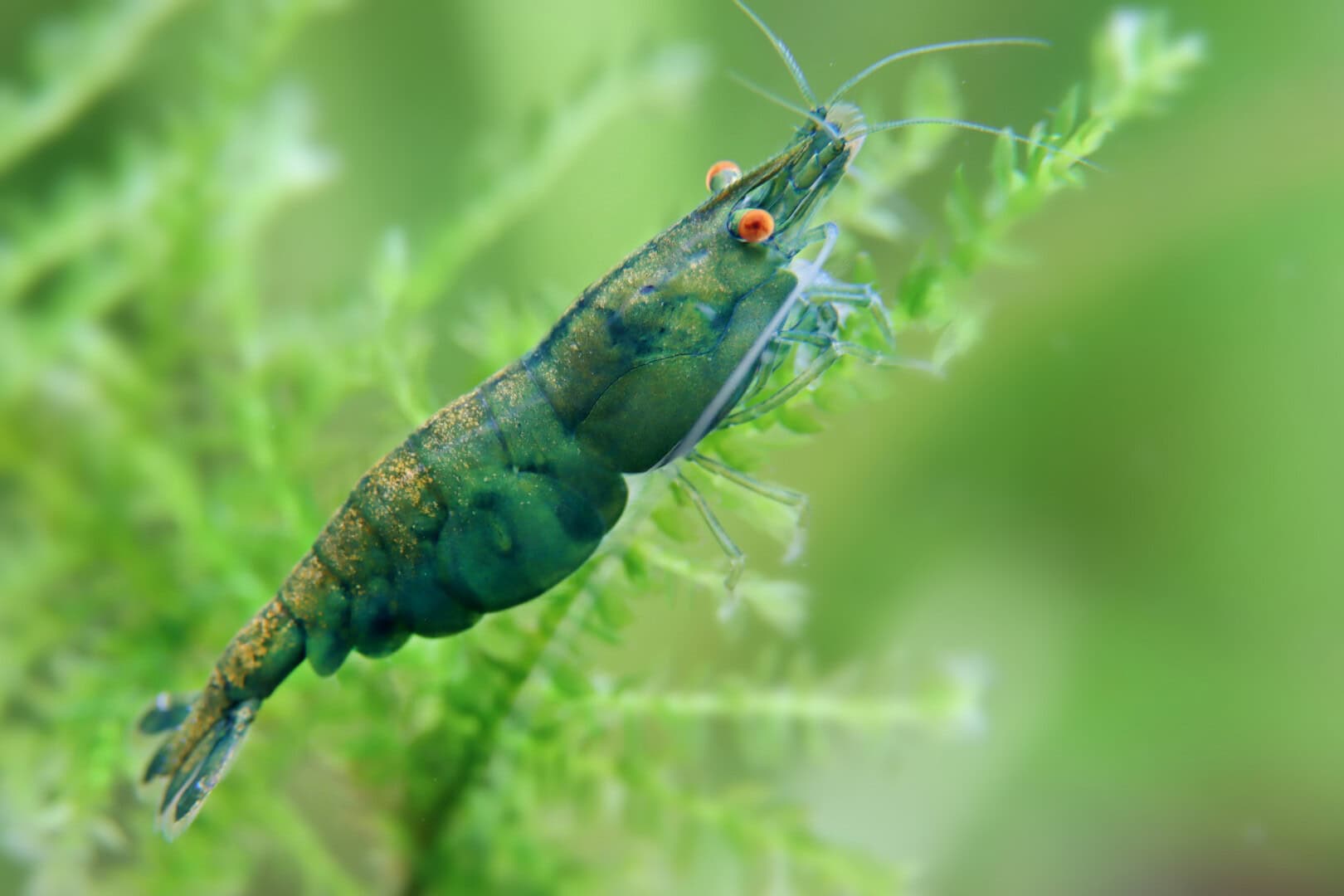 Die Green Demon ist eine junge Zuchtform mit viel Potenzial. Foto: Chris Lukhaup