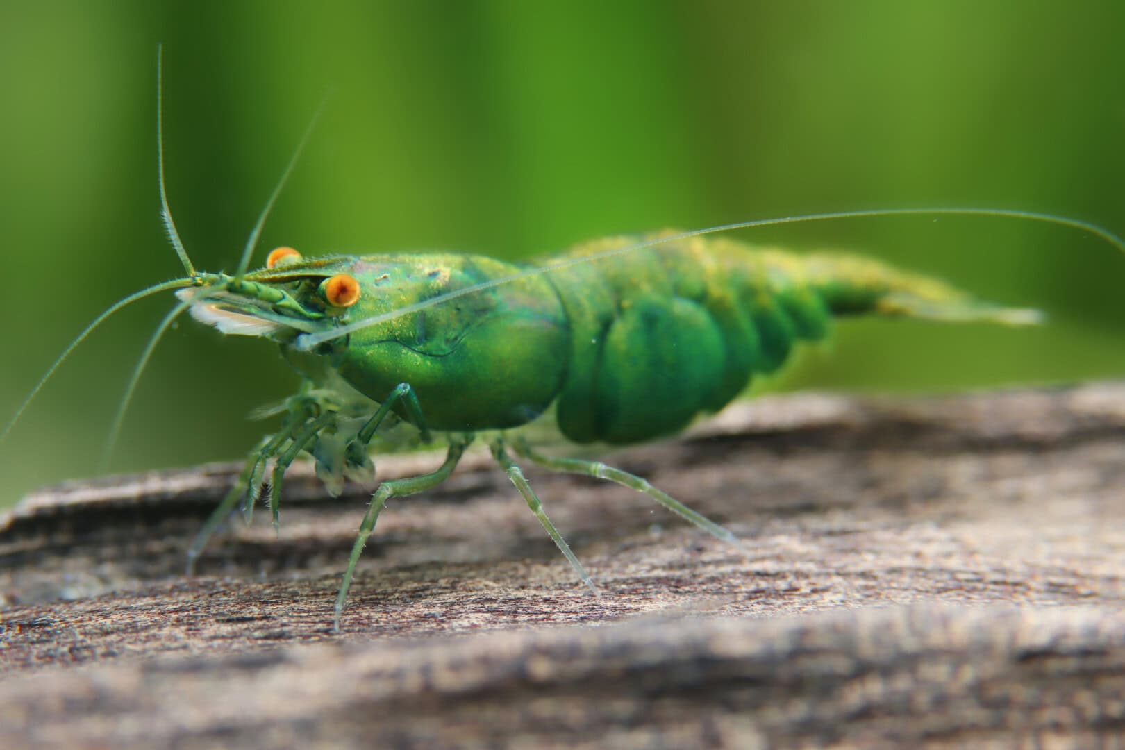 Optimal gefärbte „Green Demon OE“-Weibchen waren in der Anfangszeit des Stammes selten und begehrt. Foto: Chris Lukhaup
