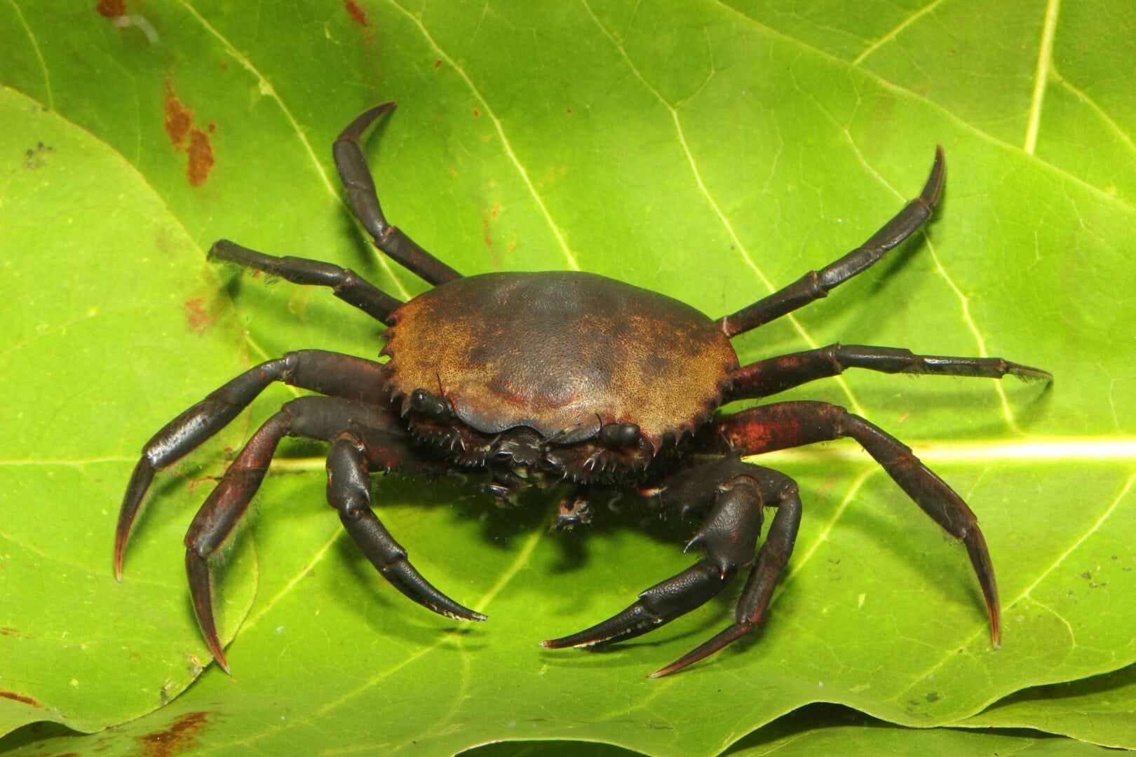 Dunkelbraunes, fast schwarzes Männchen von Dilocarcinus pagei mit vergleichsweise kleinen Scheren für sein Geschlecht. Foto: Daniel Konn-Vetterlein