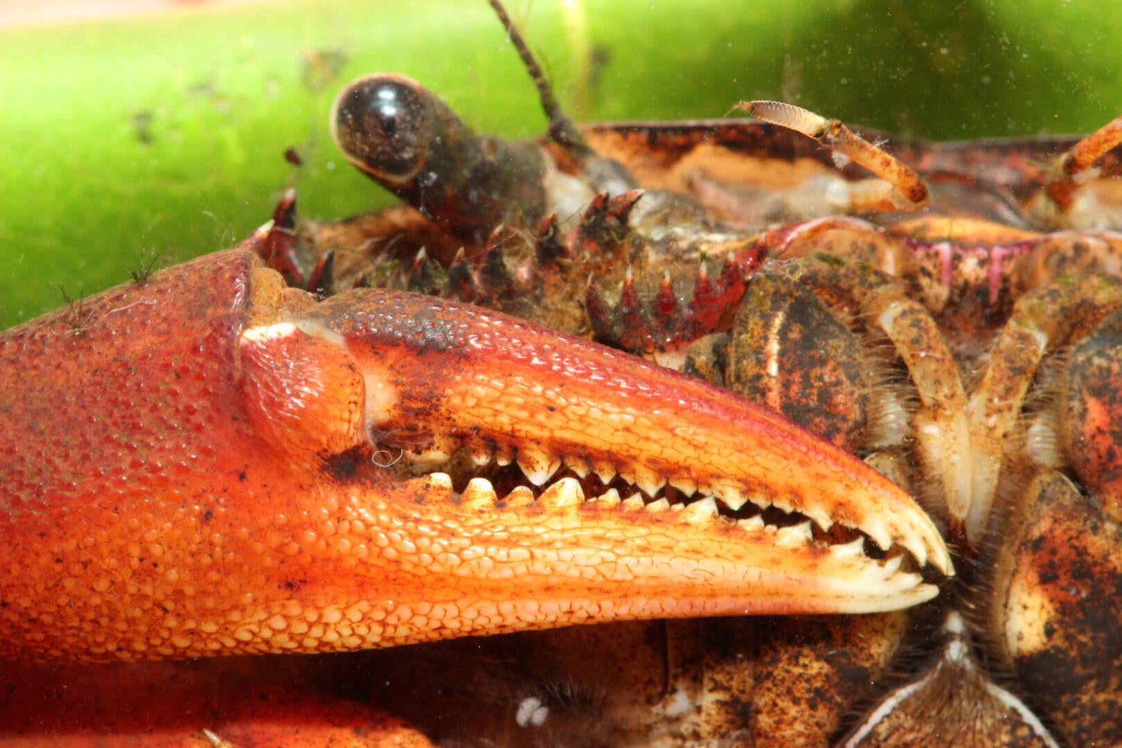 Schere eines Männchens am 1. Pereiopoden. Foto: Daniel Konn-Vetterlein