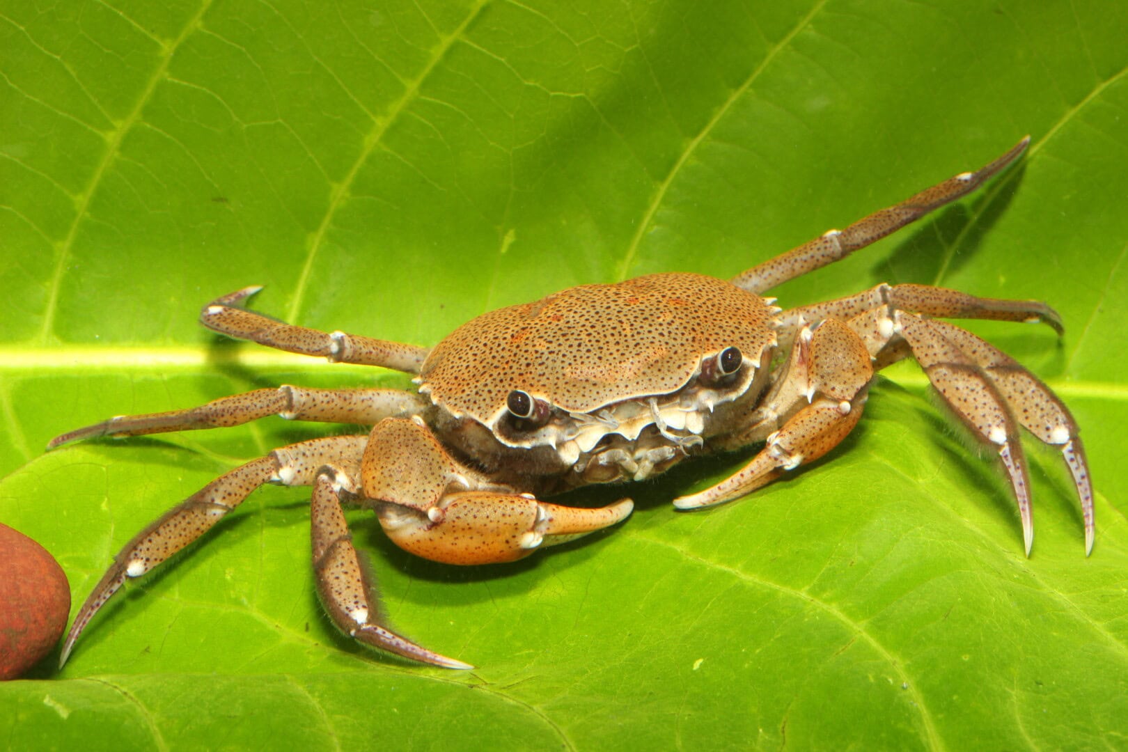 Trichodactylus sp. ist eine sehr friedliche und attraktive Krabbe. Foto: Daniel Konn-Vetterlein