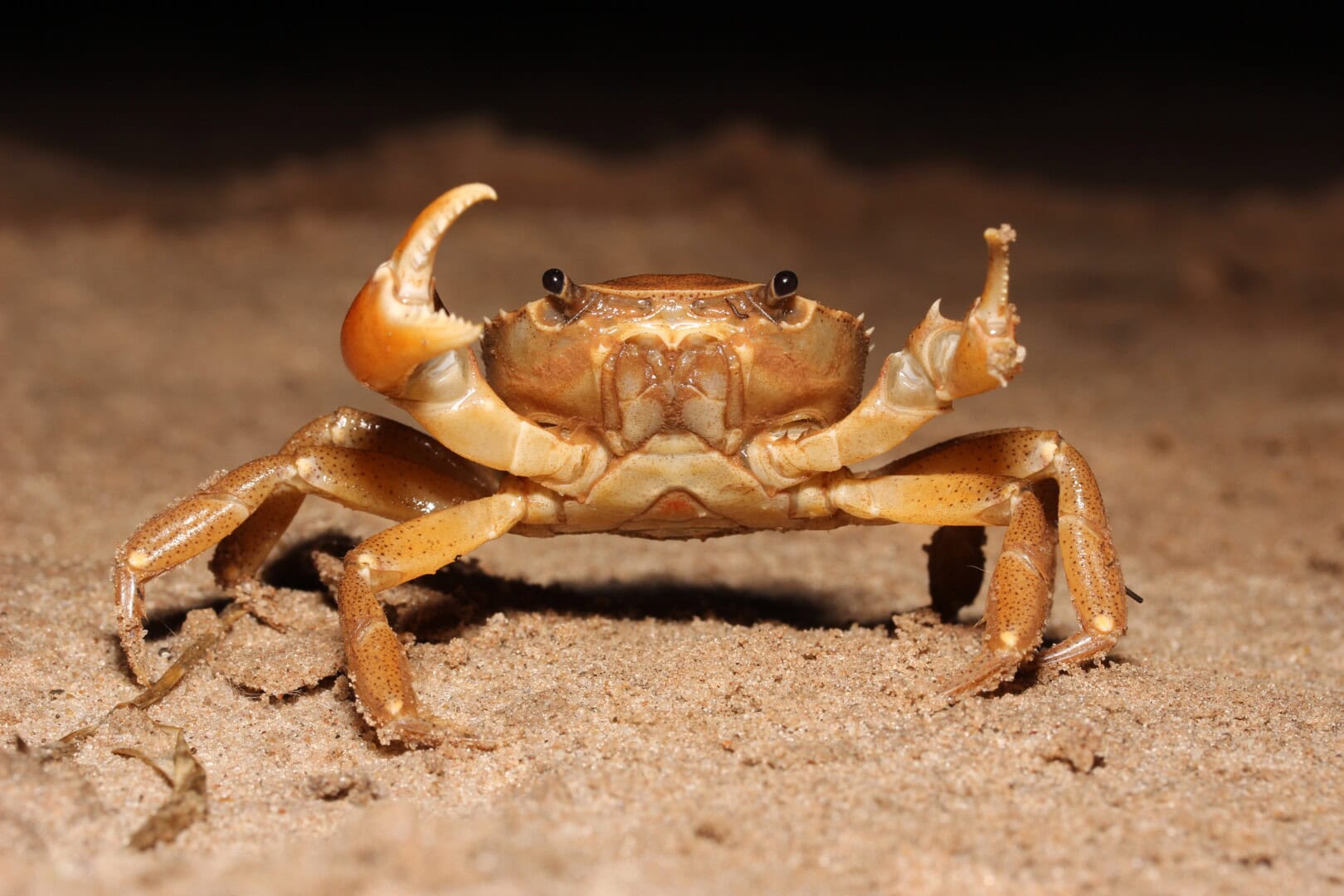 Wer nachts auf einer Sandbank schläft, wird vermutlich sogar von Krabben überrascht werden. Foto: Daniel Konn-Vetterlein