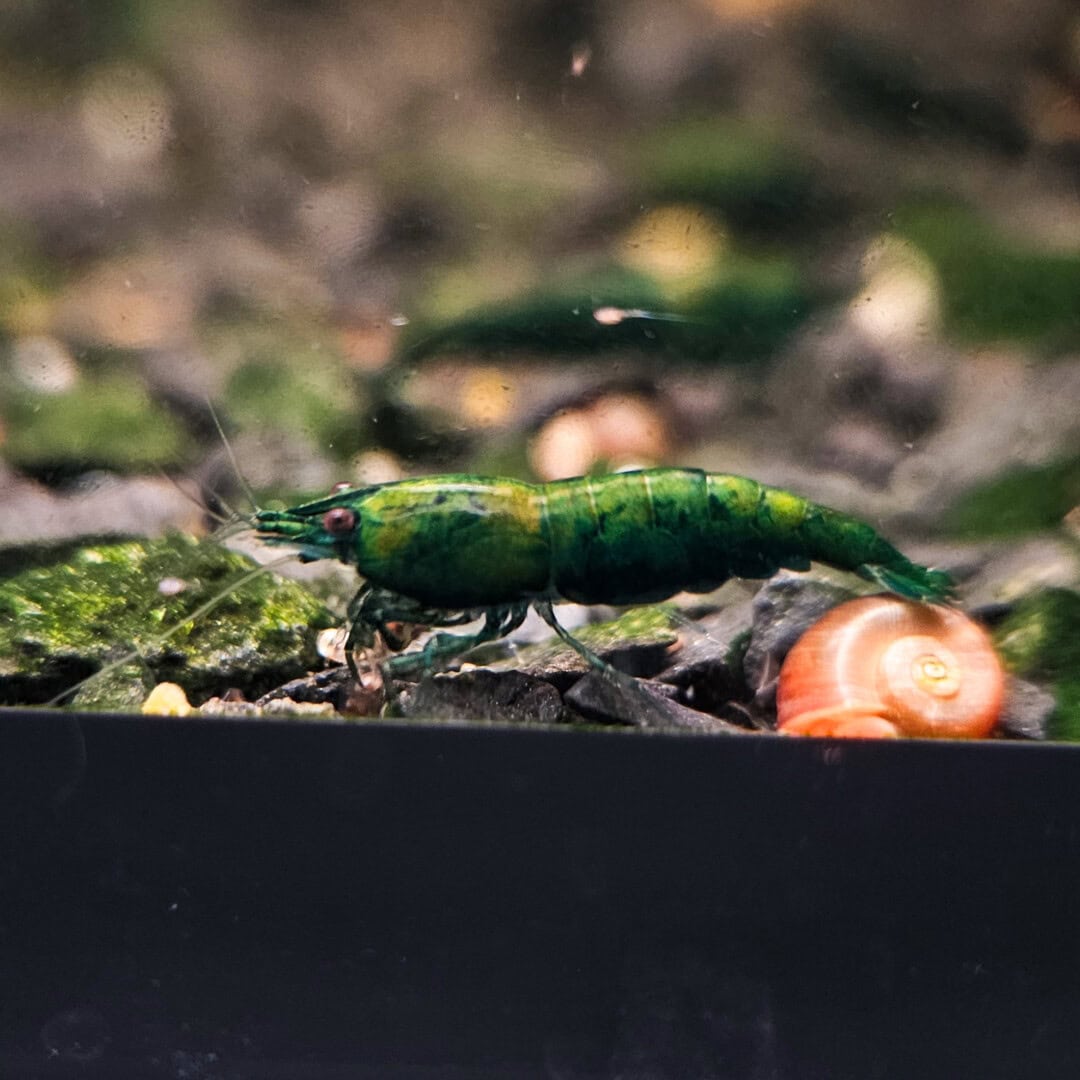 Bei Neocaridina davidi „Golden Hulk" liegt über der grünen Farbe eine Deckschicht unterschiedlicher Dichte. (Bild: Dr. Philipp Baumann)