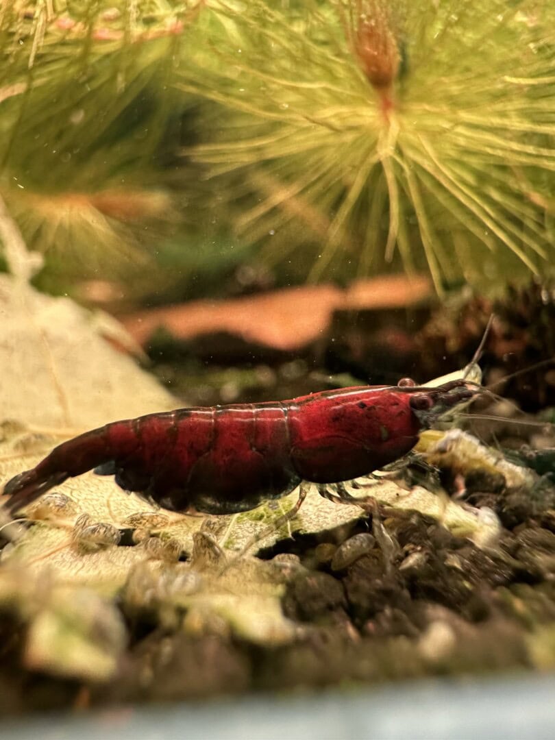 Wer hier genau schaut, sieht, dass der Rückenstrich von der Deckfärbung ausgenommen ist. Foto: Tobias Götzke alias Shrimp2bee