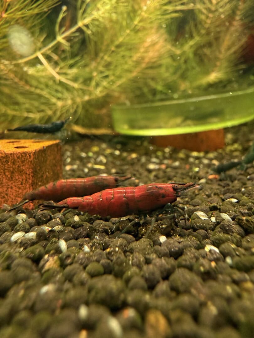Die „Green Red Hulks“ werden gezielt auf rote Deckfärbung selektiert. Foto: Tobias Götzke alias Shrimp2bee