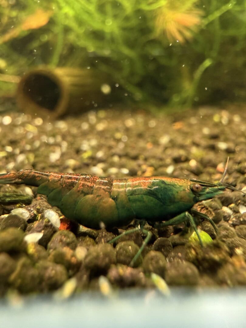 Auch die weniger rot gefärbten Tiere sind wunderschön. Foto: Tobias Götzke alias Shrimp2bee