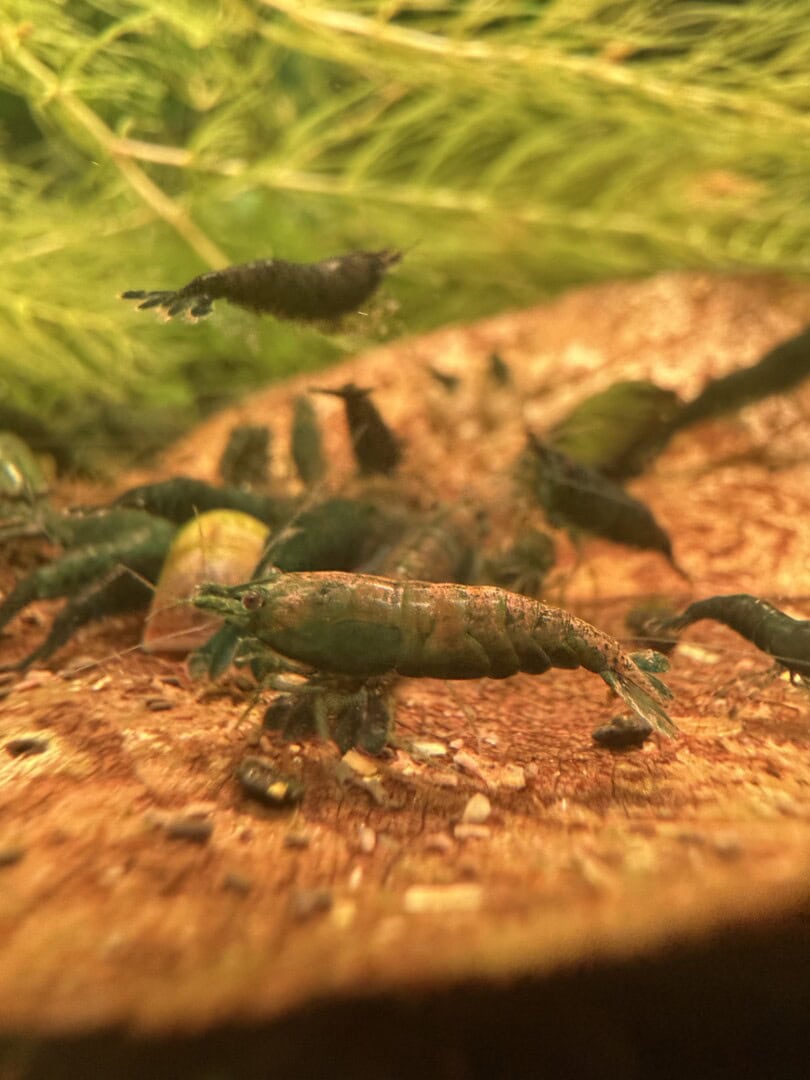 Unselektierte Hulks bilden einen schönen bunten Mix im Aquarium. Foto: Tobias Götzke alias Shrimp2bee