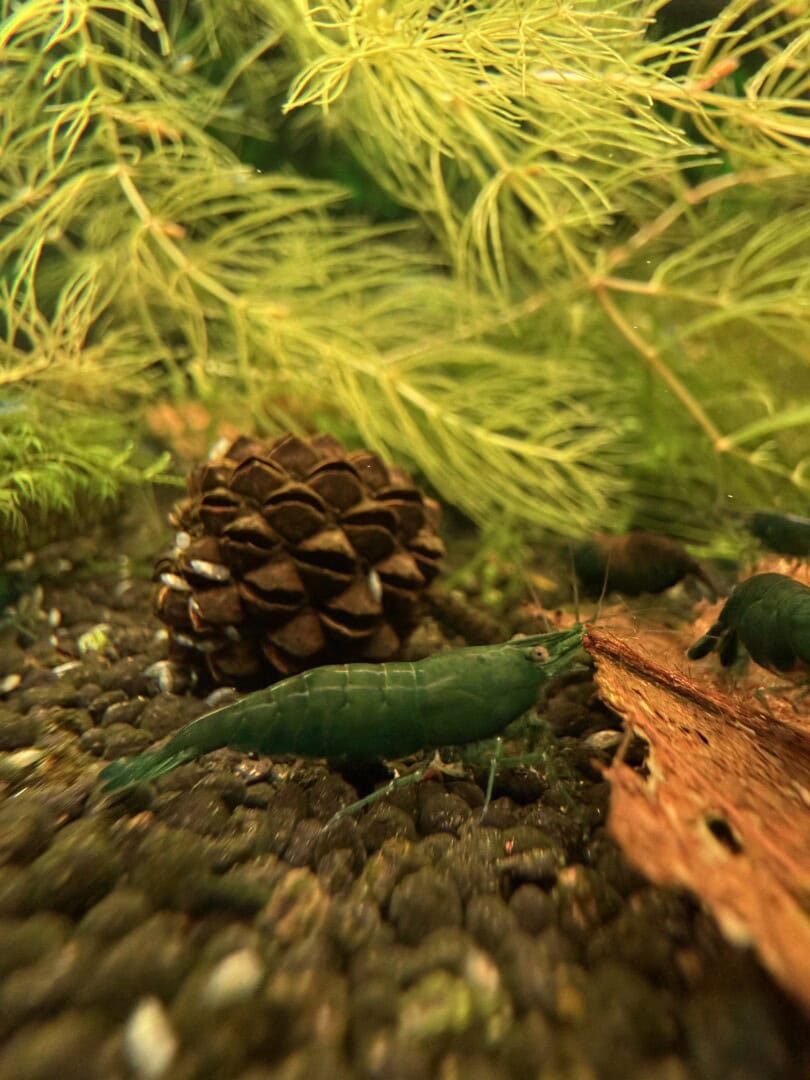 Auch die rein grünen Tiere sind deckend intensiv gefärbt. Foto: Tobias Götzke alias Shrimp2bee