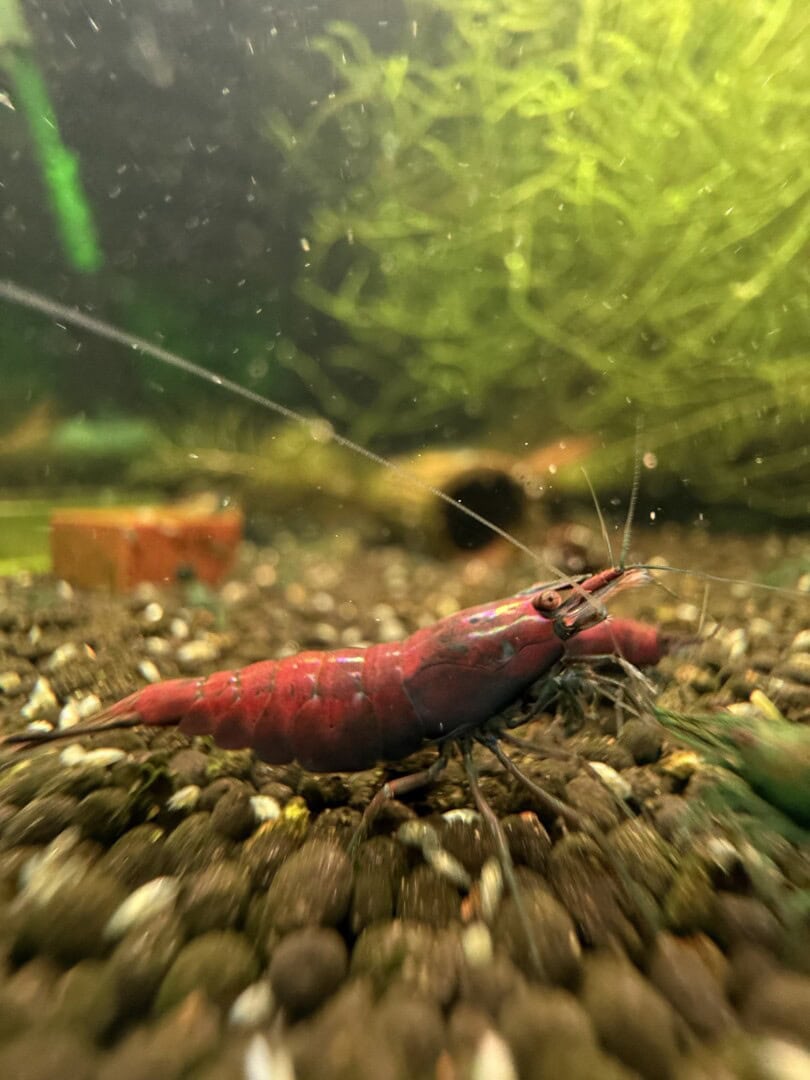 Die Tiere lassen sich in viele Richtungen selektieren. Foto: Tobias Götzke alias Shrimp2bee