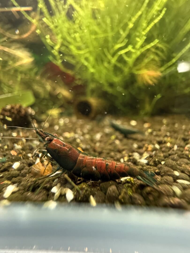 Die Grundfarbe ist hier nur noch an Beinen, Fühlern und dem Schwanzfächer zu erkennen. Foto: Tobias Götzke alias Shrimp2bee