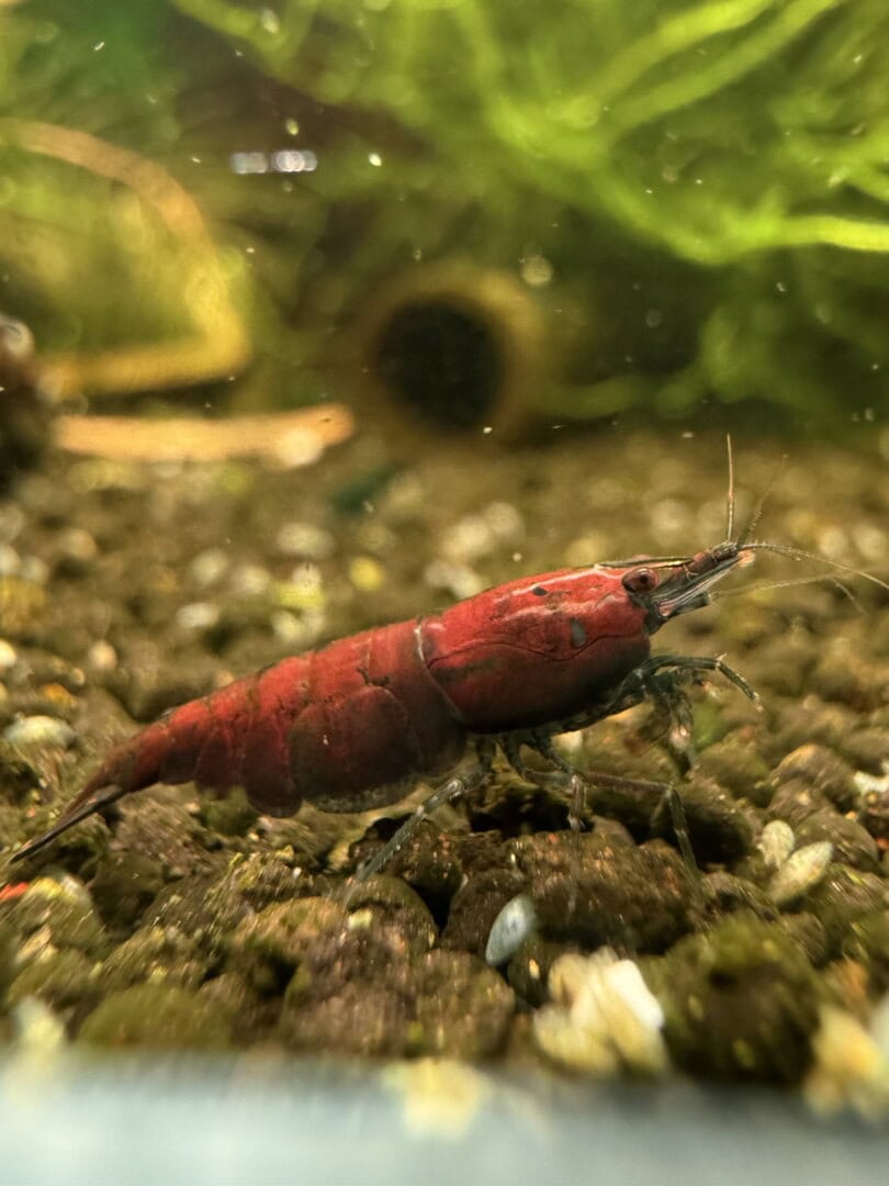 Die Tiere lassen sich in viele Richtungen selektieren. Foto: Tobias Götzke alias Shrimp2bee