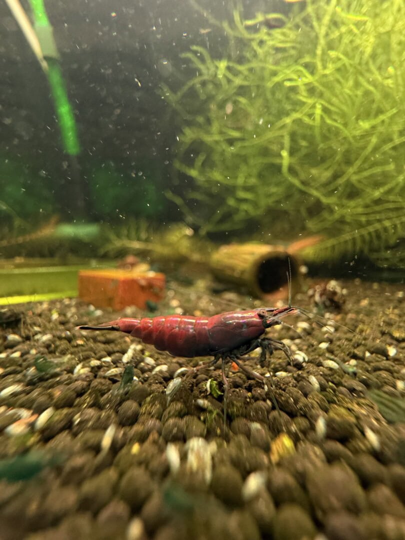 Die Tiere lassen sich in viele Richtungen selektieren. Foto: Tobias Götzke alias Shrimp2bee