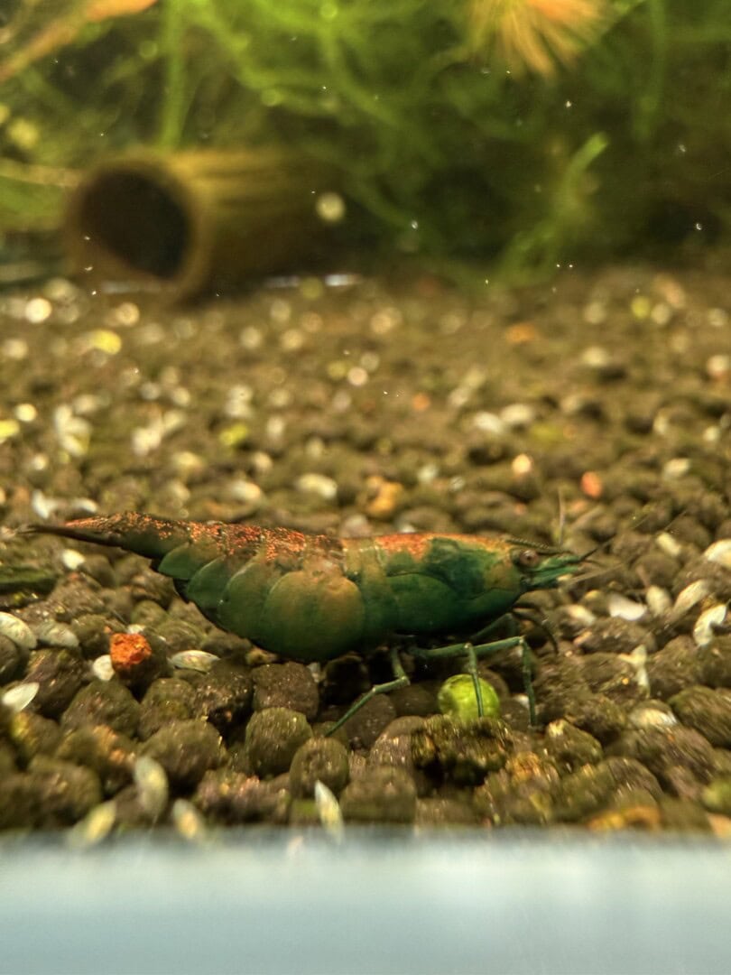 Ganz in Orange sind die Tiere ebenfalls schick. Foto: Tobias Götzke alias Shrimp2bee
