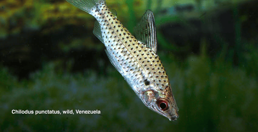 Chilodus punctatus