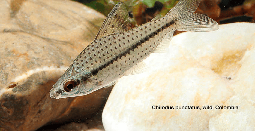 Chilodus punctatus