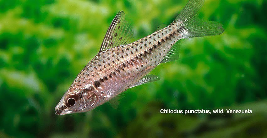 Chilodus punctatus