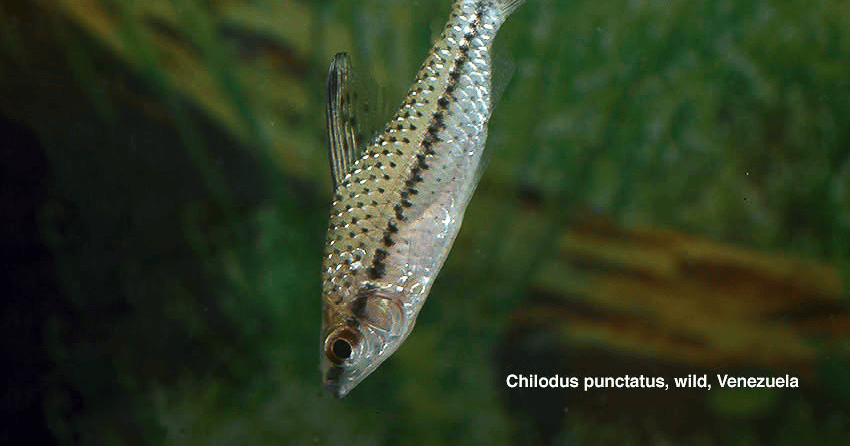 Chilodus punctatus