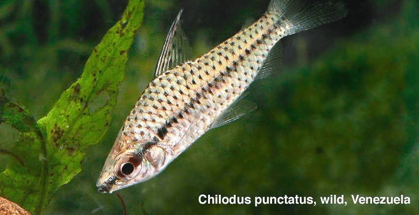 Chilodus punctatus