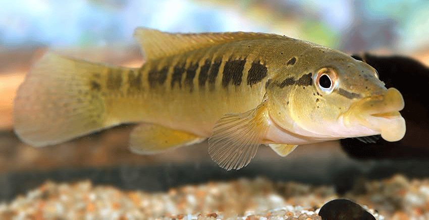 Crenicichla tendybaguassu