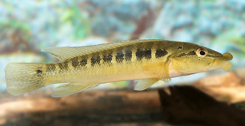 Crenicichla tendybaguassu