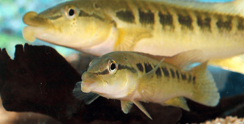 Crenicichla tendybaguassu