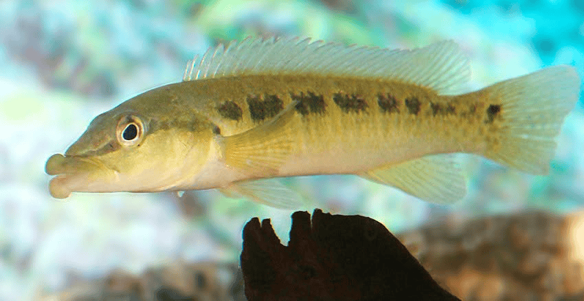 Crenicichla tendybaguassu