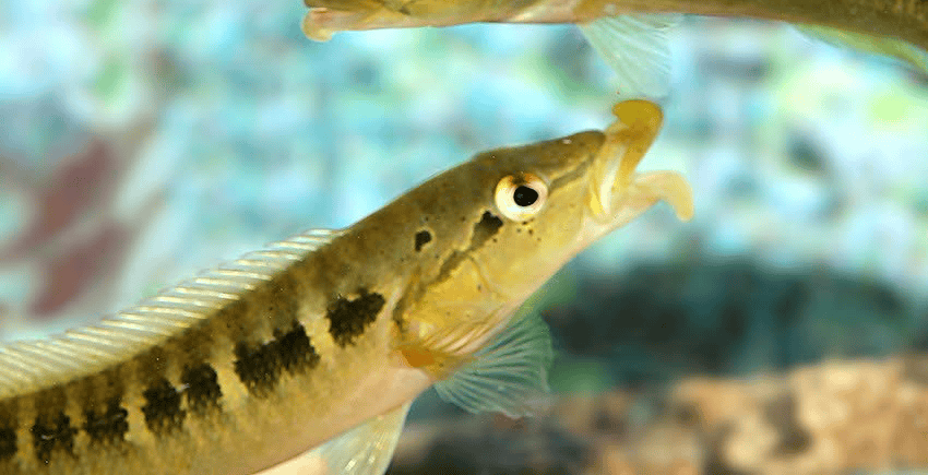 Crenicichla tendybaguassu