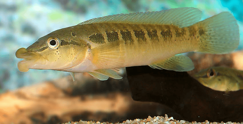 Crenicichla tendybaguassu