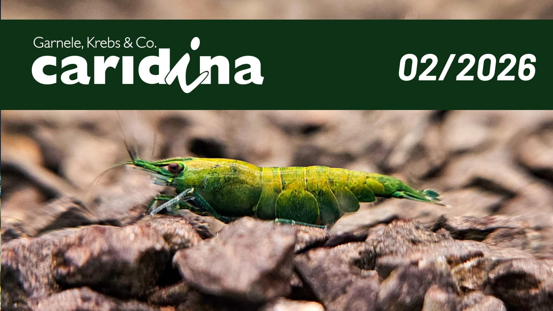 Kleine Superhelden im Aquarium - Die neue Neocaridina davidi „Green Red Hulk“