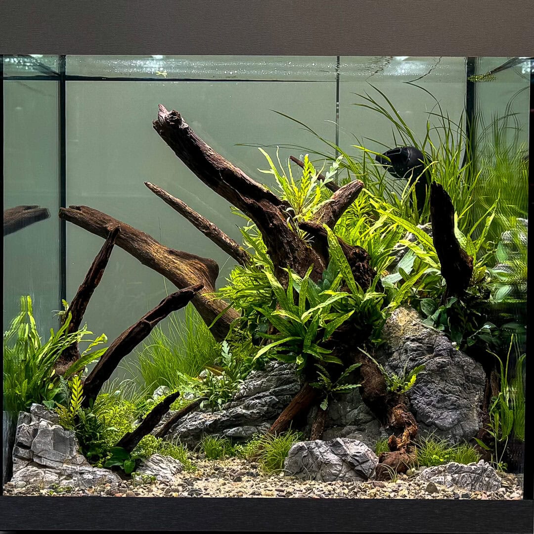 Lukas Kaminski Fluval2026 2