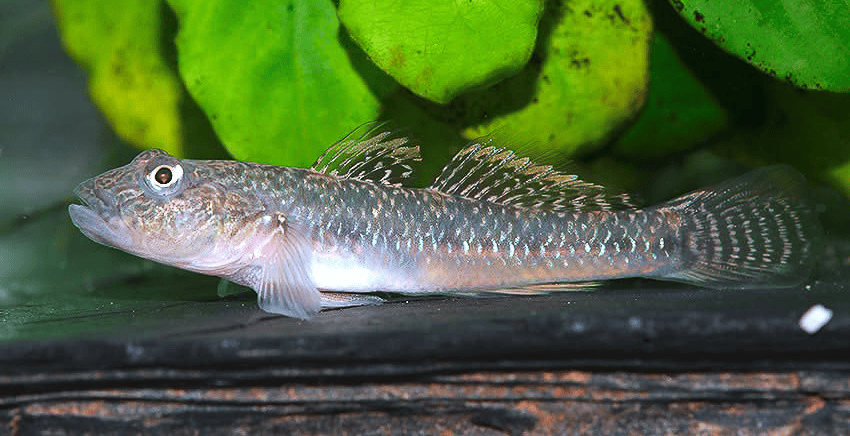 Rhinogobius similis