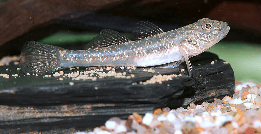 Rhinogobius similis