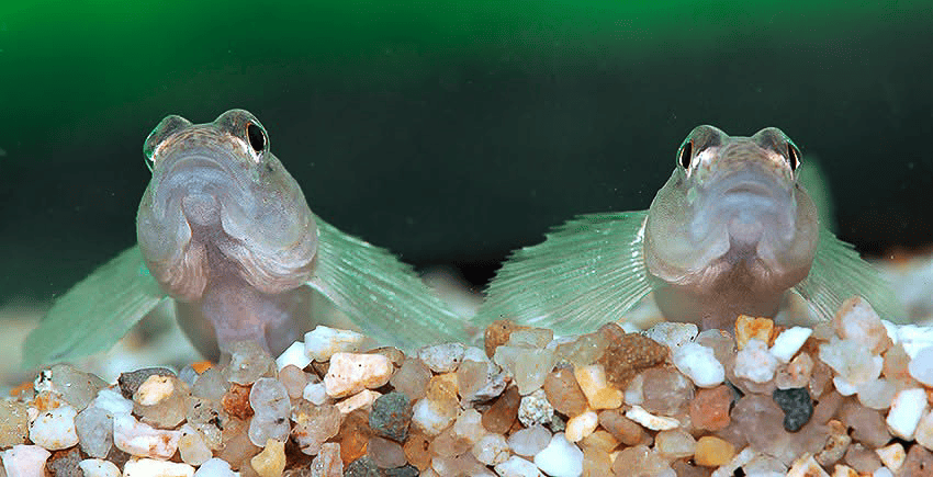 Rhinogobius similis