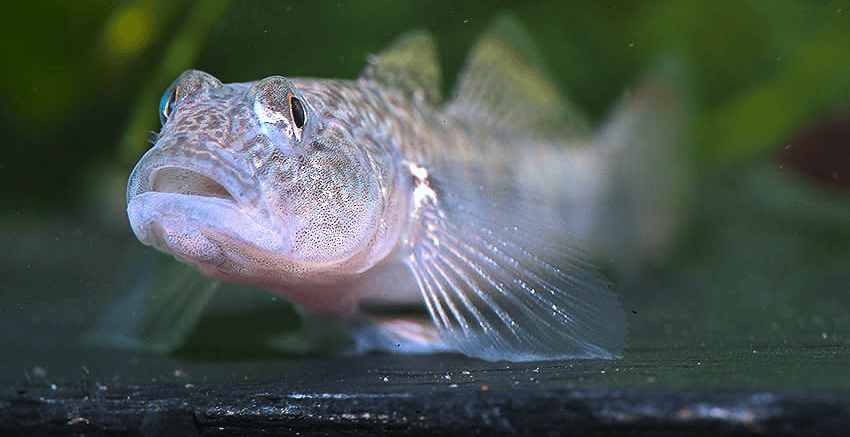 Rhinogobius similis